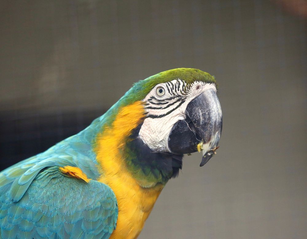 Cute Macaw bird photo. Free public domain CC0 image.