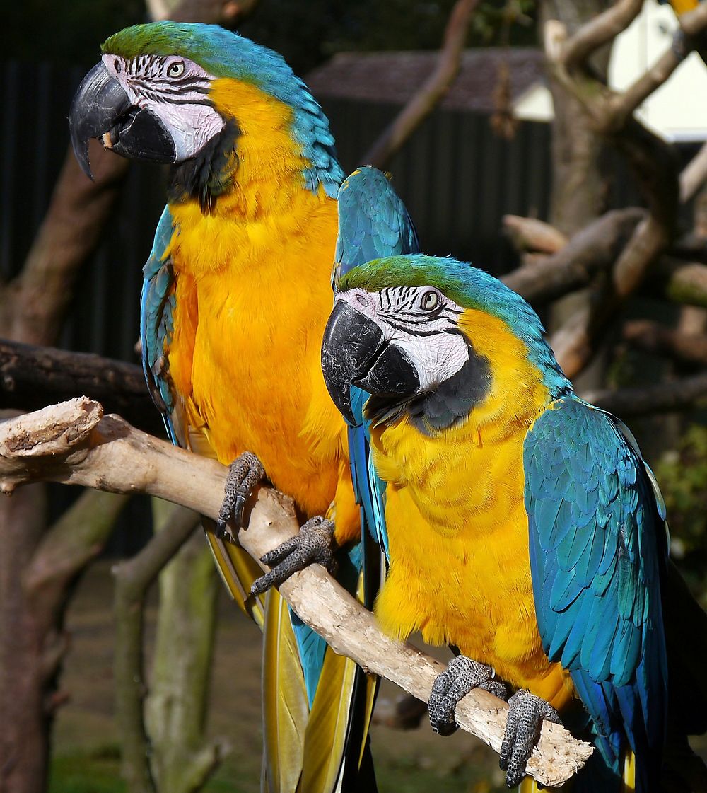 Macaw, exotic bird photo. Free public domain CC0 image.