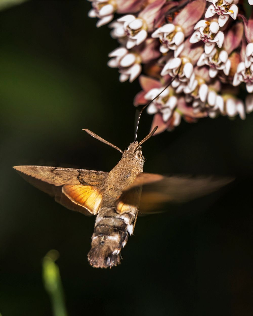 Moth flying near flower. Free public domain CC0 photo