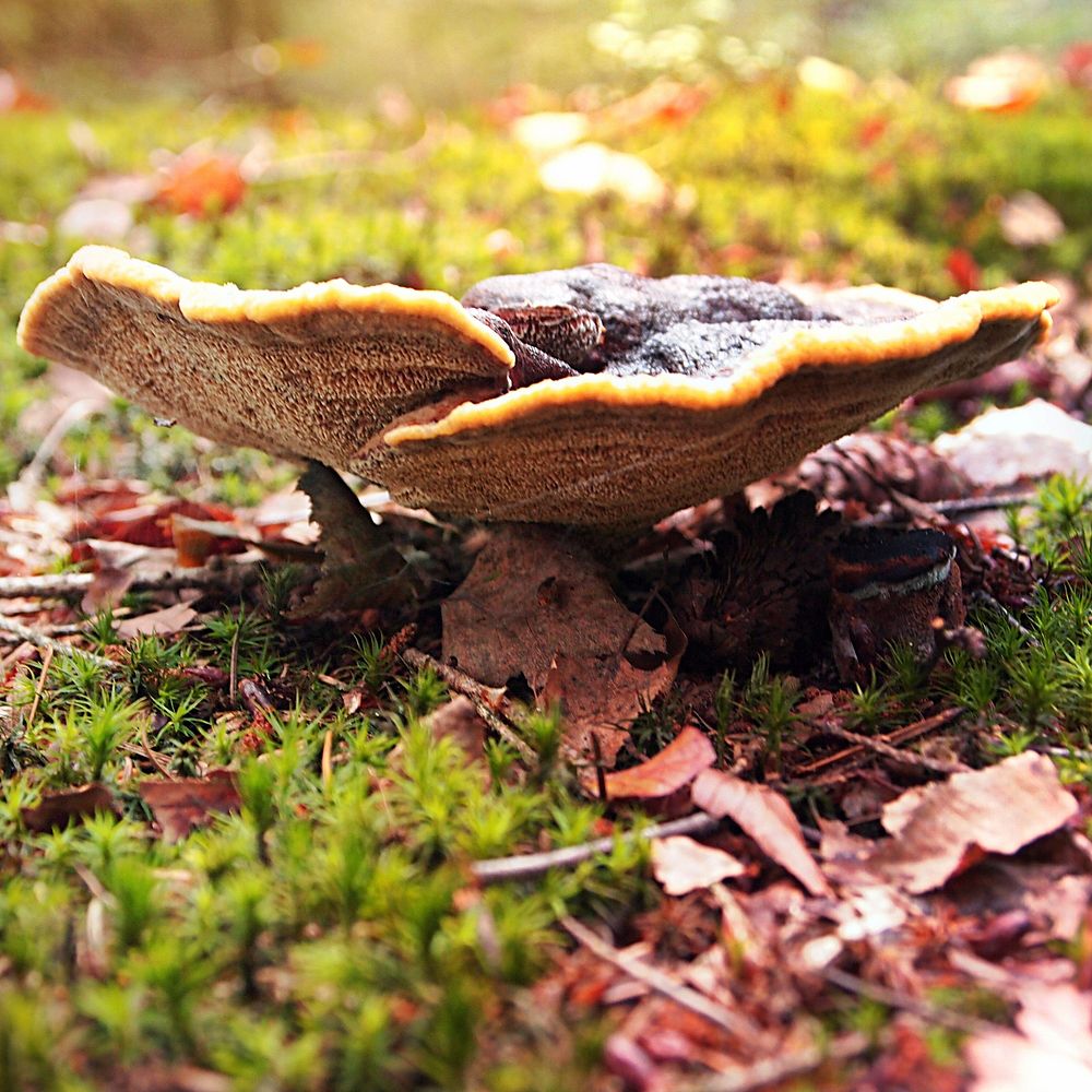 Wild mushrooms in a forest. Free public domain CC0 photo.