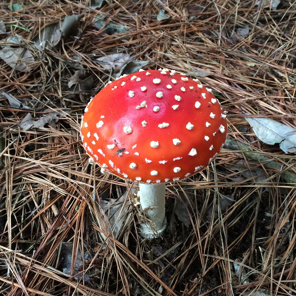 Poisonous mushroom with a red hat in the grass. Free public domain CC0 photo.