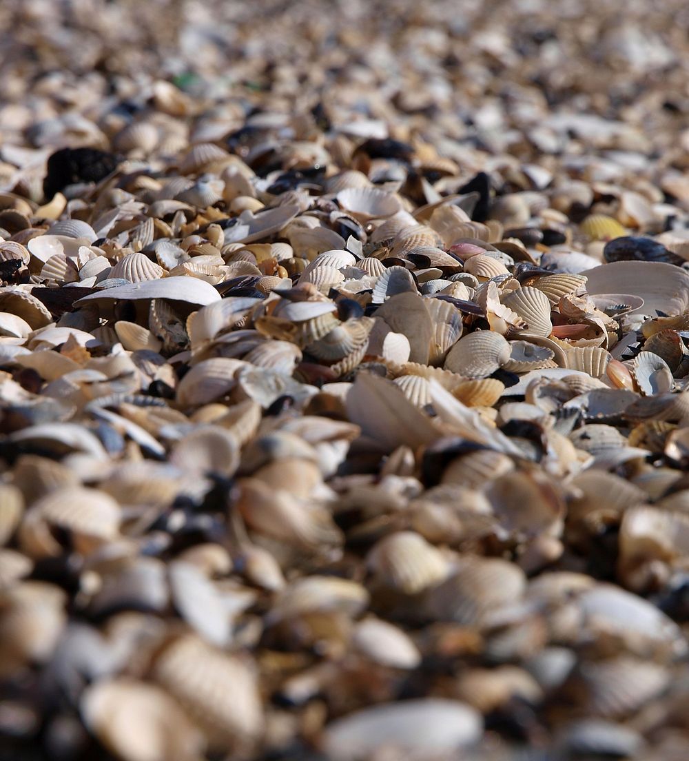 Clam shells on beach. Free public domain CC0 image.