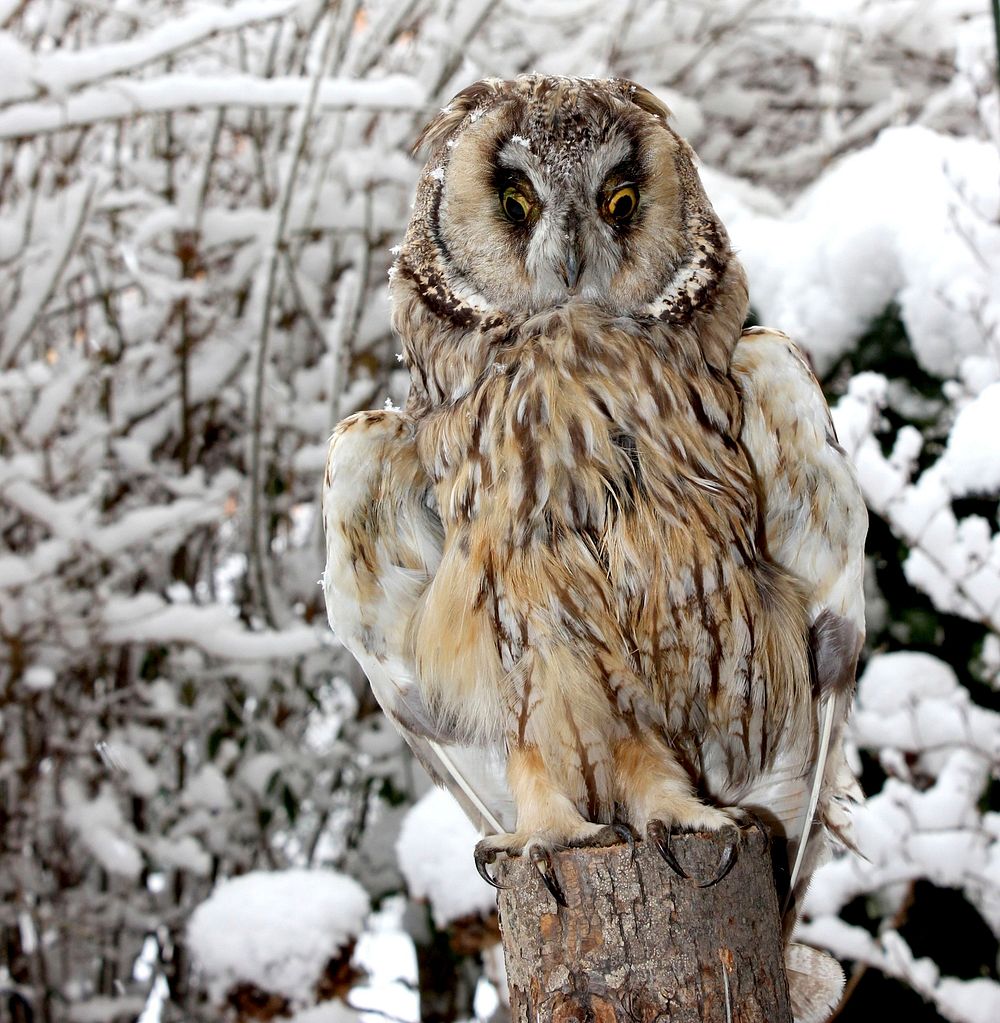 Long eared owl in snow. Free public domain CC0 photo.