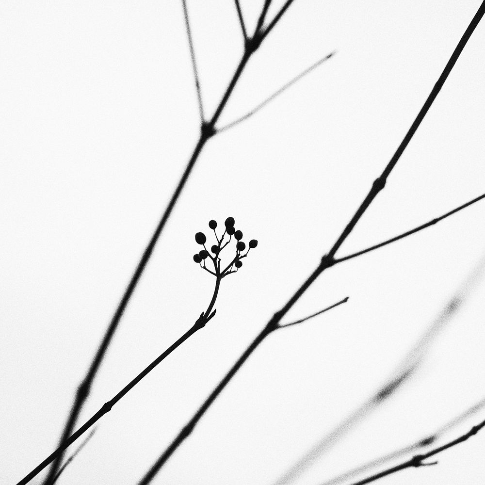 Plant in black and white. Free public domain CC0 image.