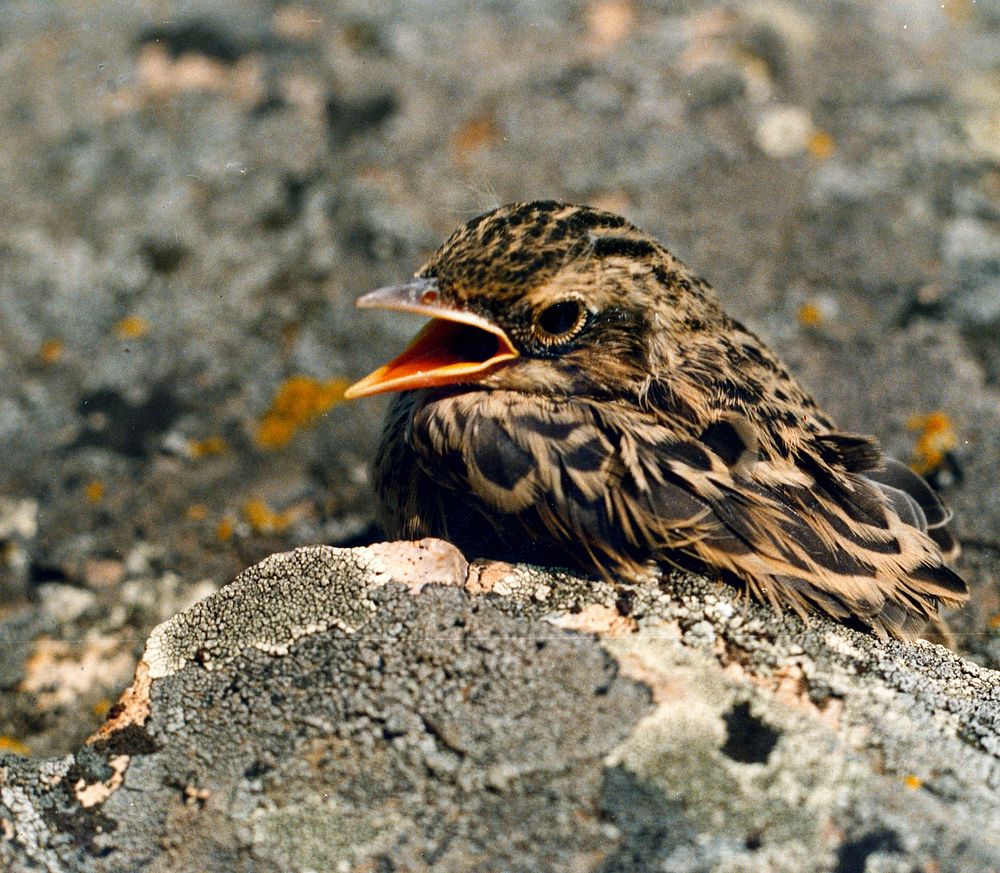Baby bird, animal photography. Free public domain CC0 image.