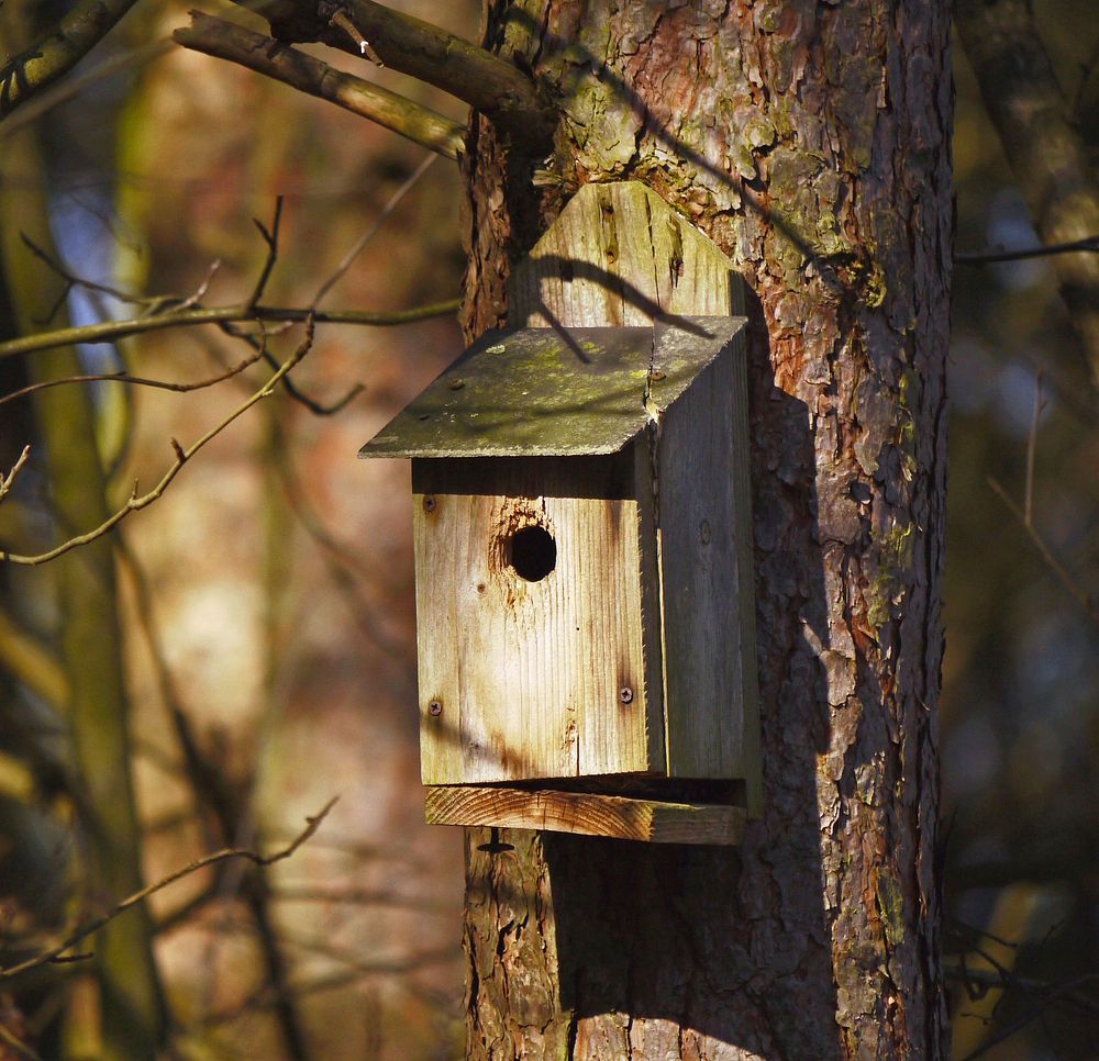 Bird house on a tree. Free Photo rawpixel