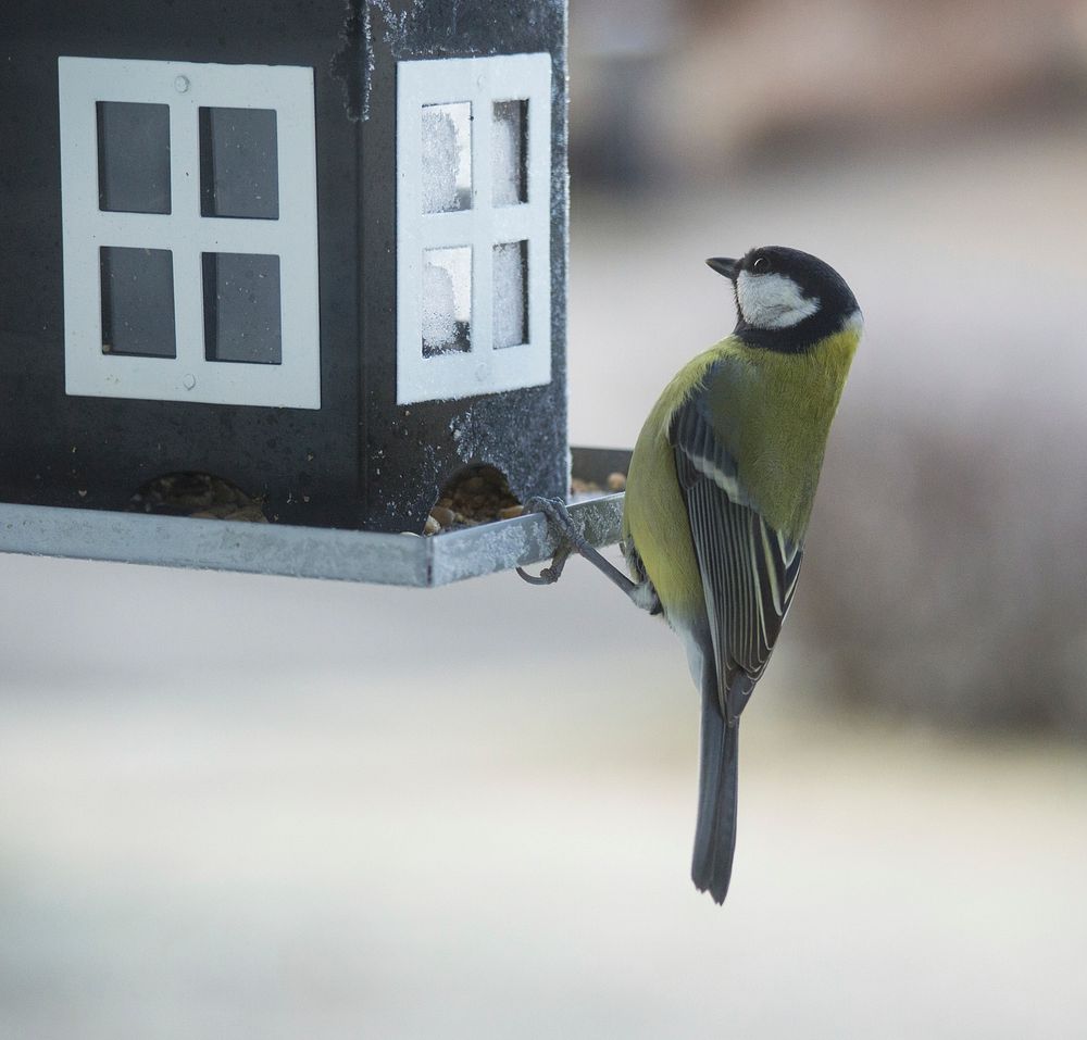 Great Tit bird, animal photography. Free public domain CC0 image.