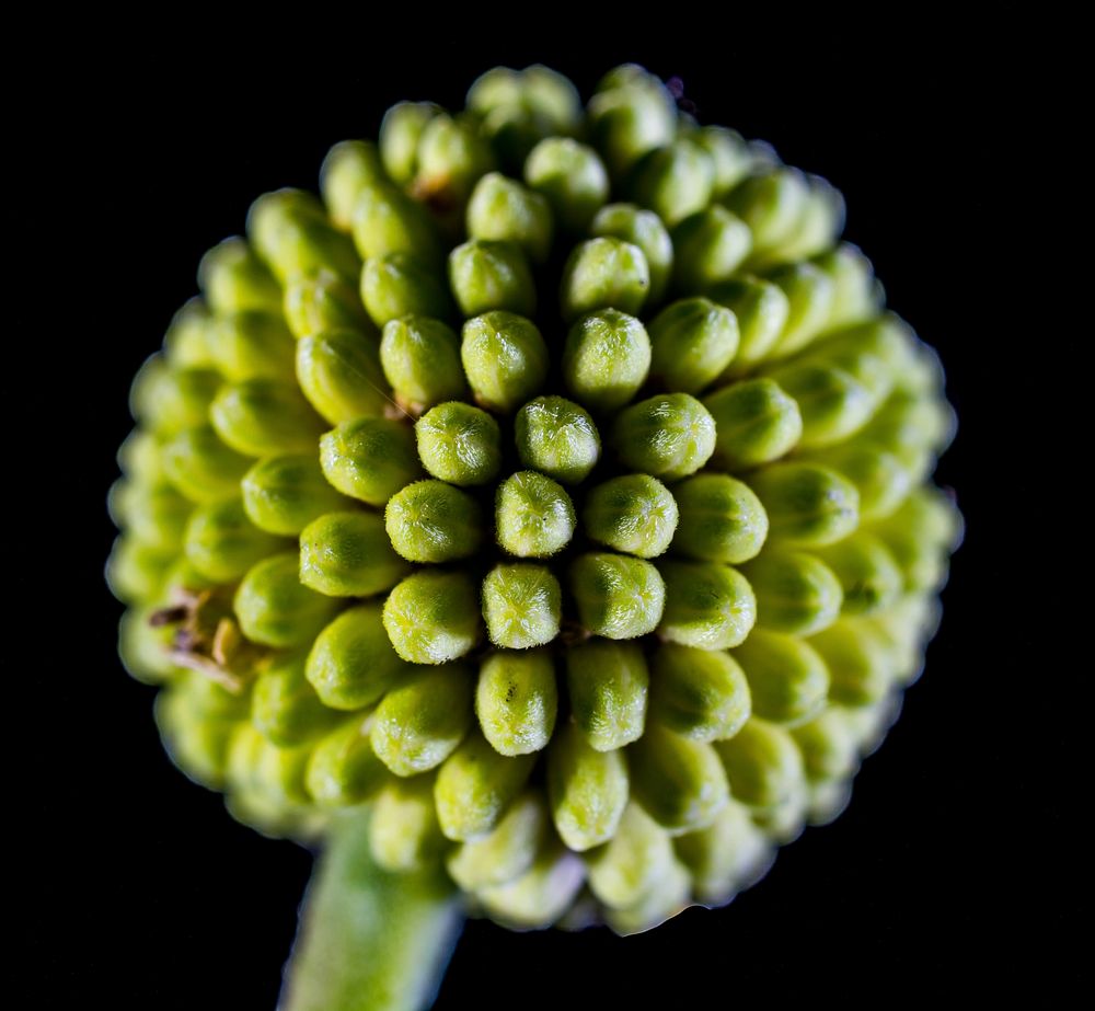 Leek flower bud. Free public domain CC0 image.