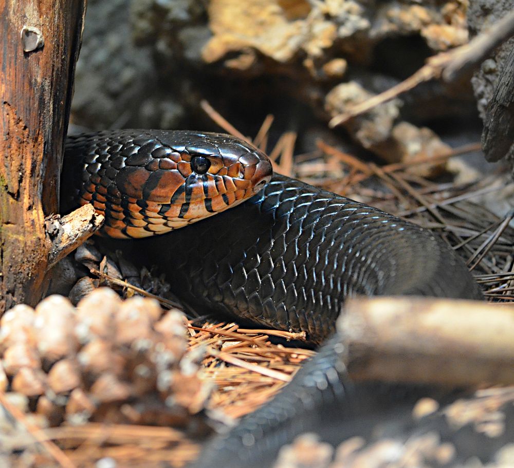 Rattlesnake in nature closeup. Free public domain CC0 image.