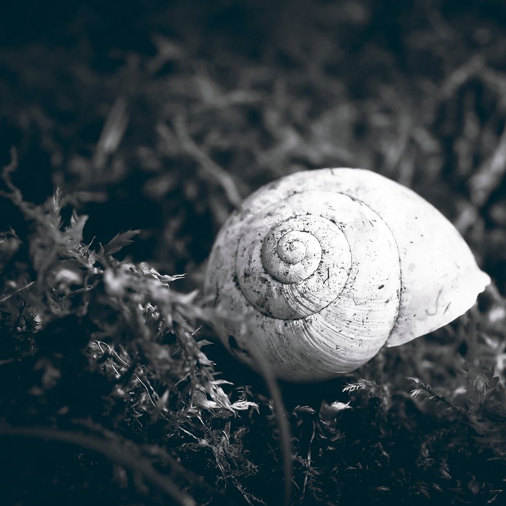 Snail shell closeup. Free public domain CC0 photo.
