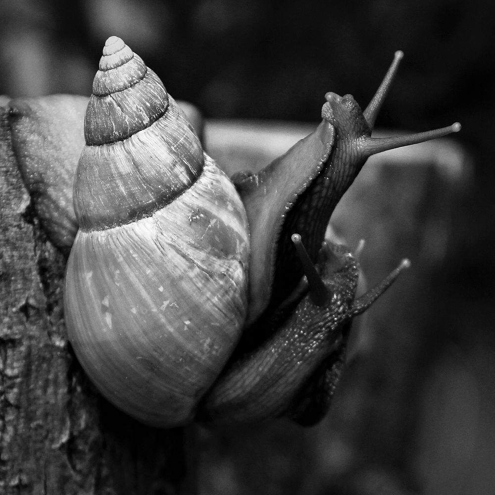 Snail closeup in black and white. Free public domain CC0 image.