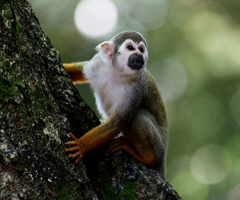 Curious squirrel monkey. Free public domain CC0 image.