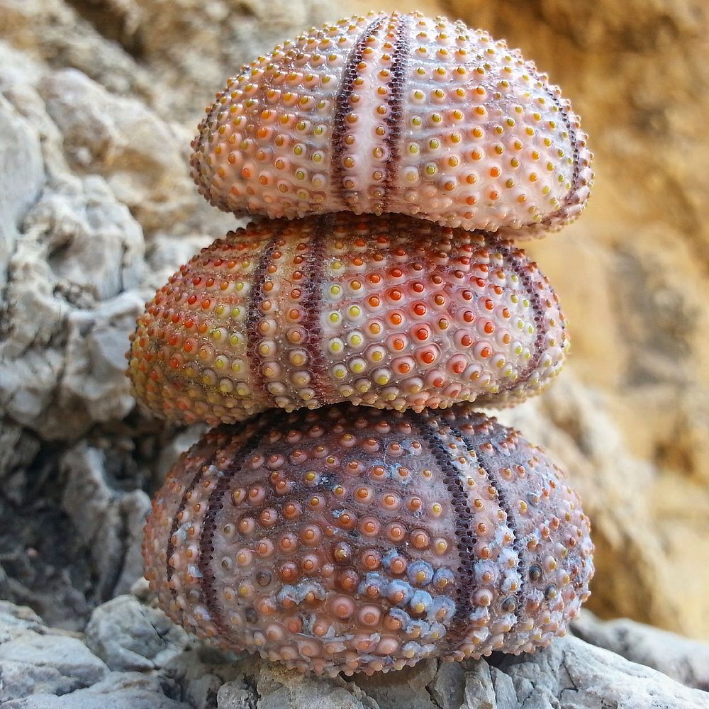 Three stacked paracentrotus sea urchin. Free public domain CC0 photo.
