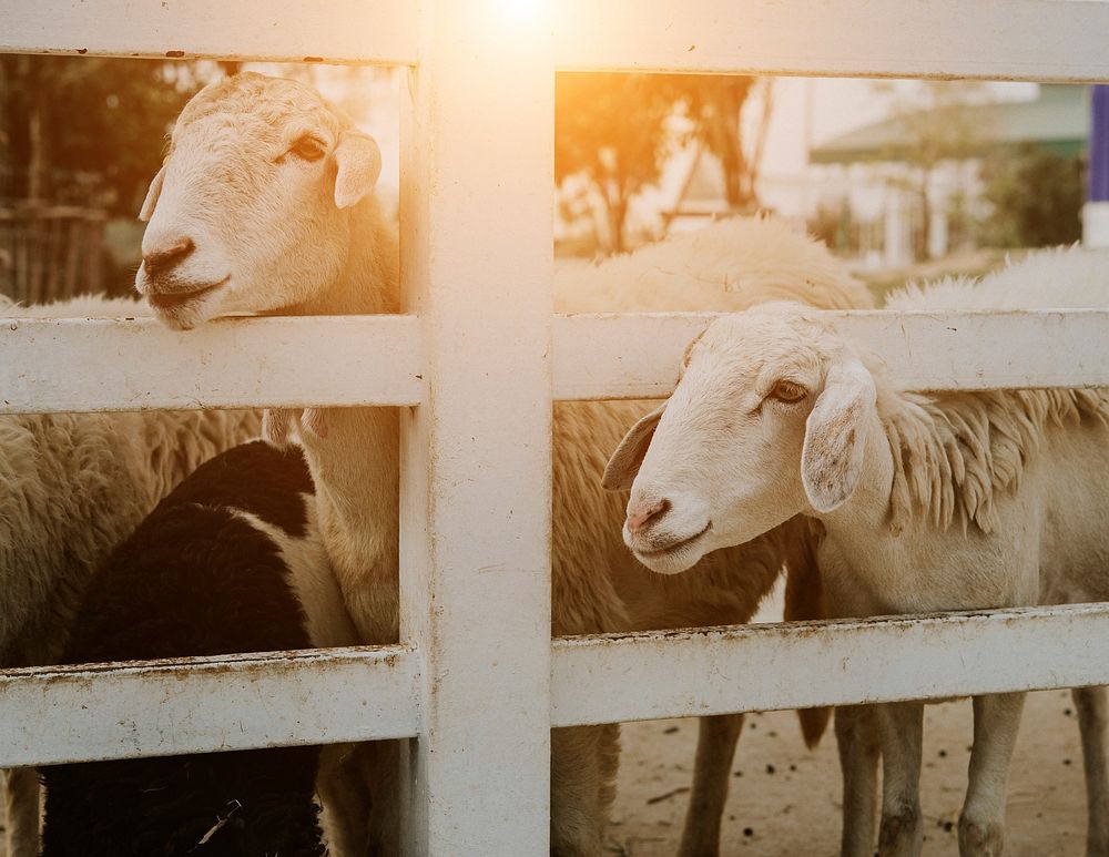Sheep peeking through fence. Free public domain CC0 photo.
