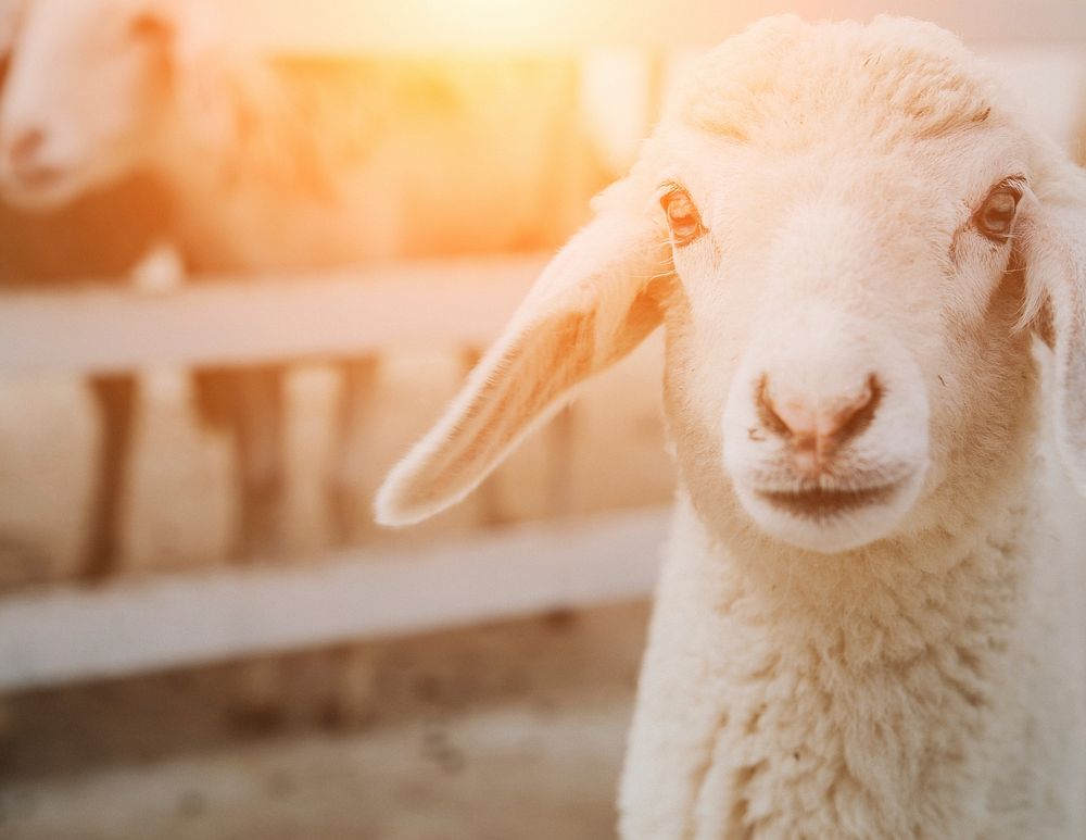 Baby sheep with sunlight. Free public domain CC0 photo.