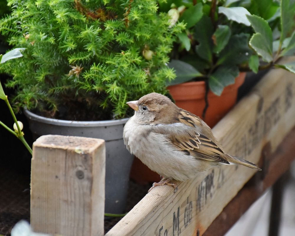 Sparrow bird, animal photography. Free public domain CC0 image.