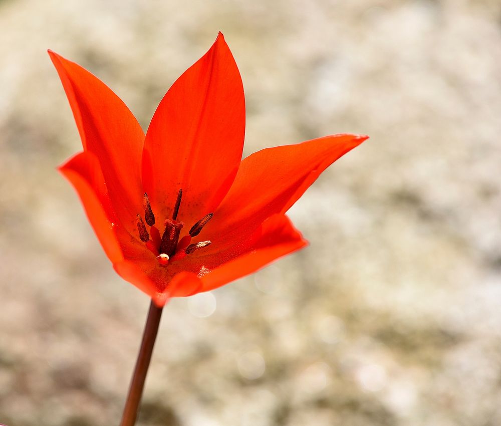 Orange tulip closeup. Free public domain CC0 photo.