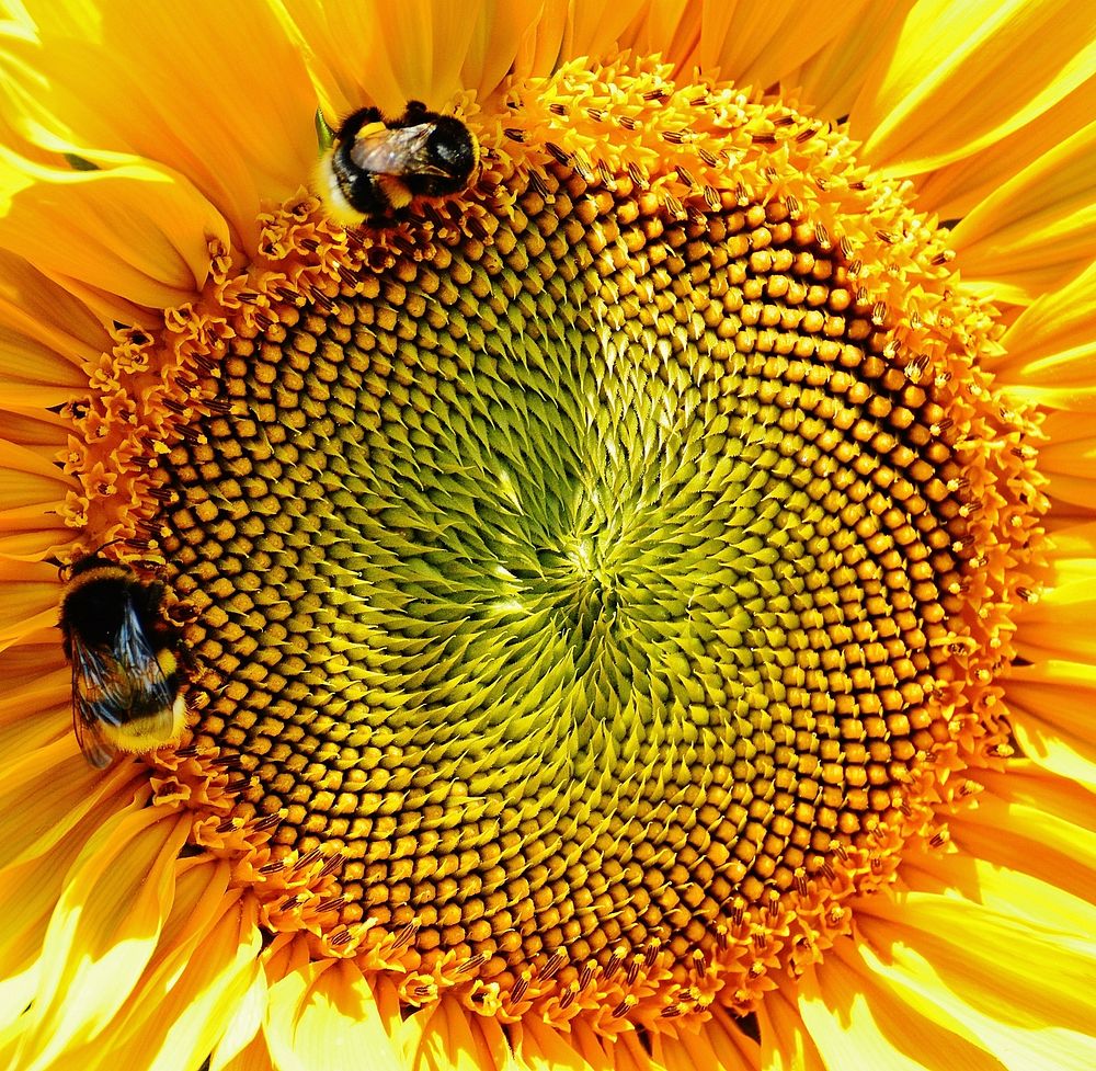 Sunflower macro shot.  Free public domain CC0 image.