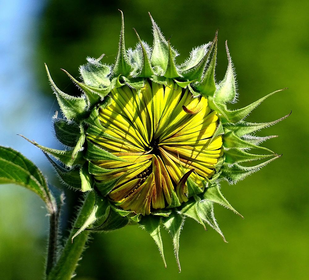 Sunflower.  Free public domain CC0 image.