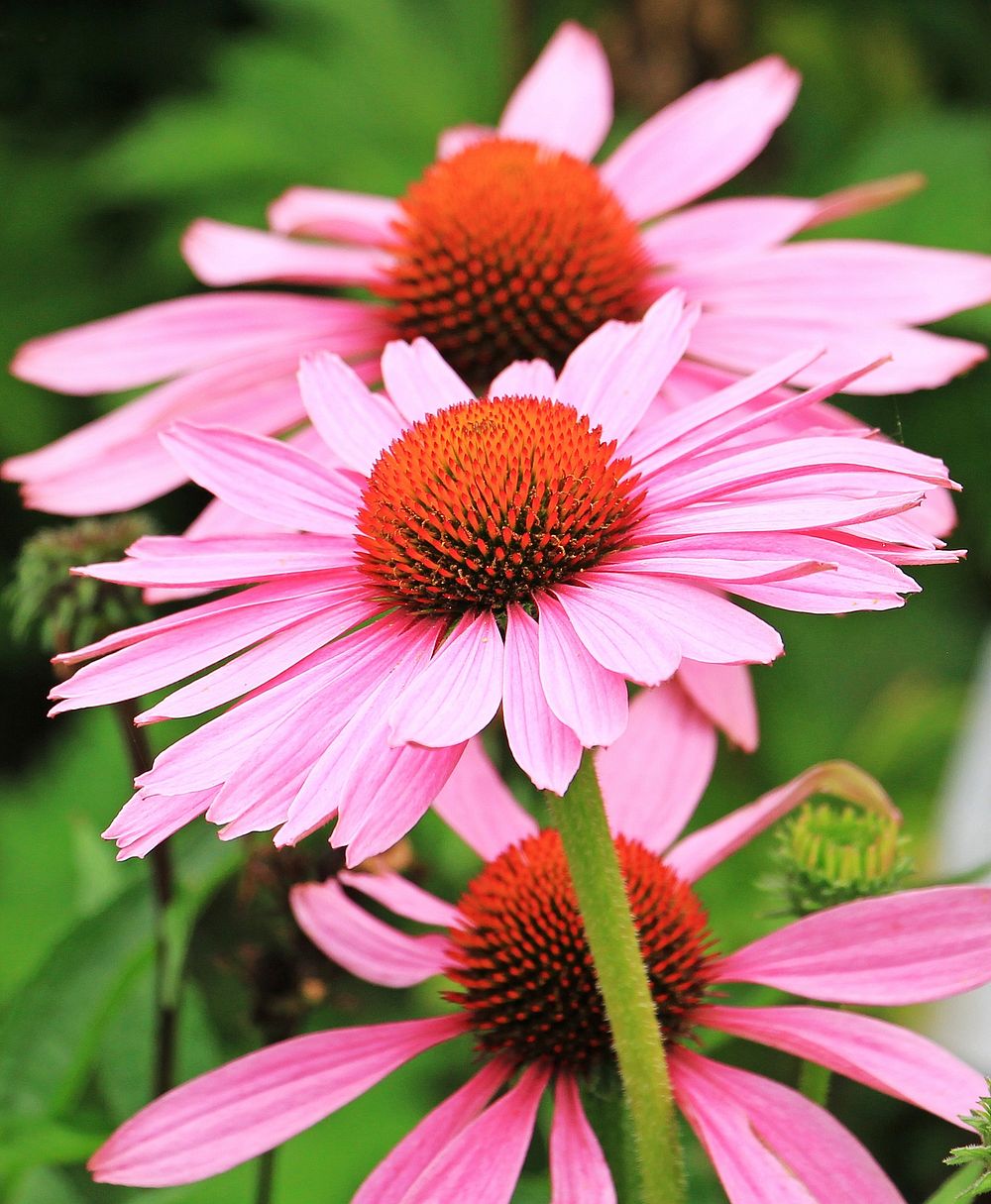 Pink coneflower background. Free public domain CC0 photo.