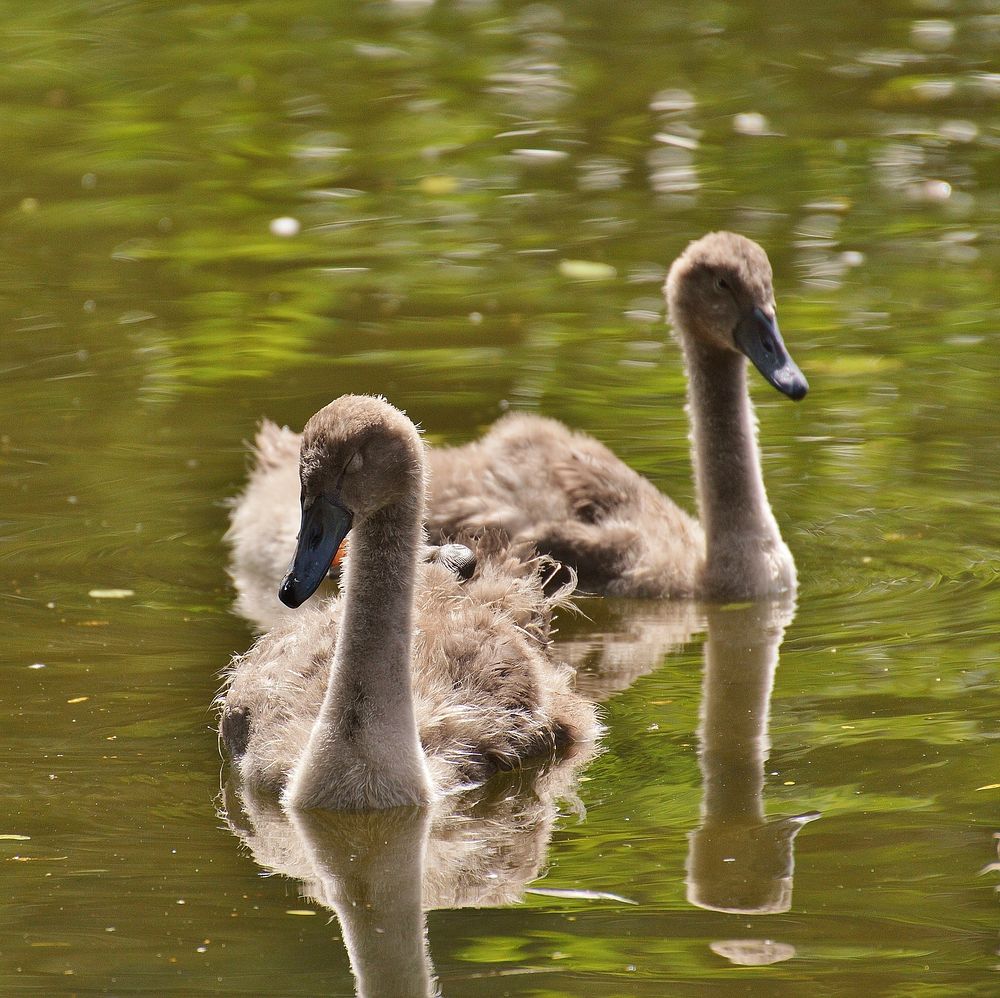 Two mute swans swimming together. Free public domain CC0 photo.