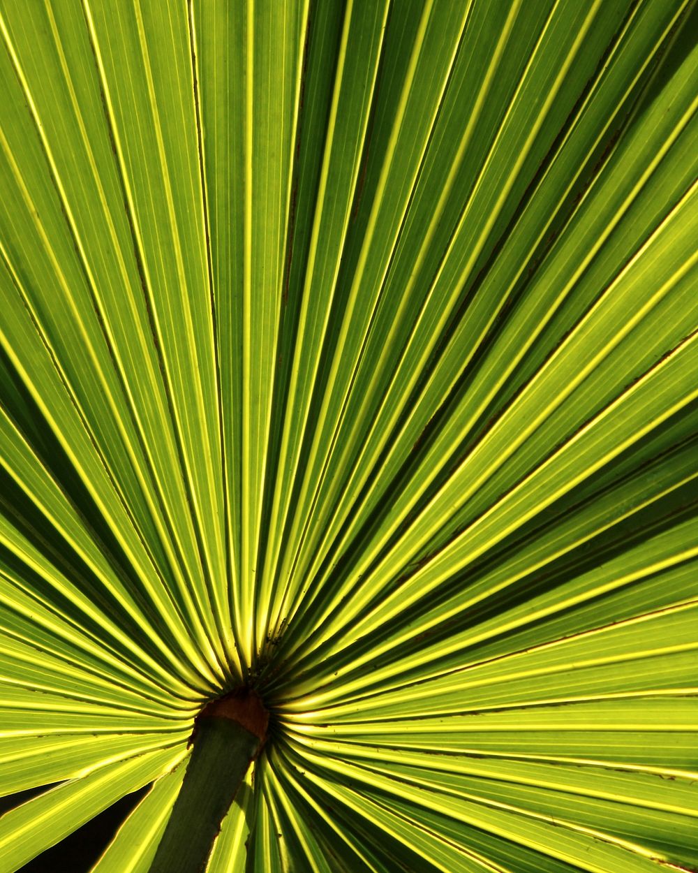 Green leaf texture background. Free public domain CC0 photo.