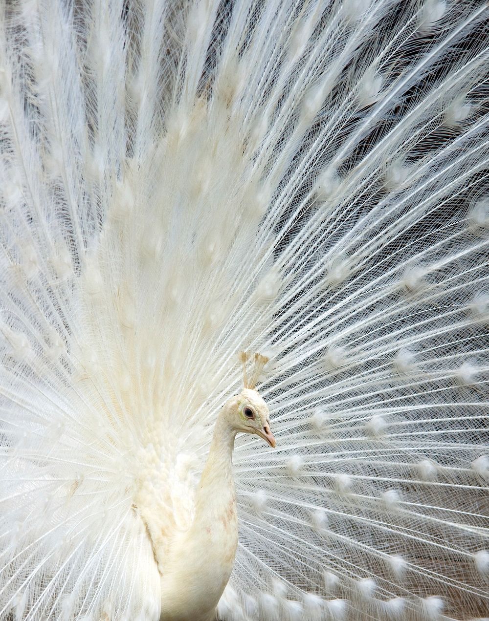 White female peacock, beautiful bird. Free public domain CC0 image.