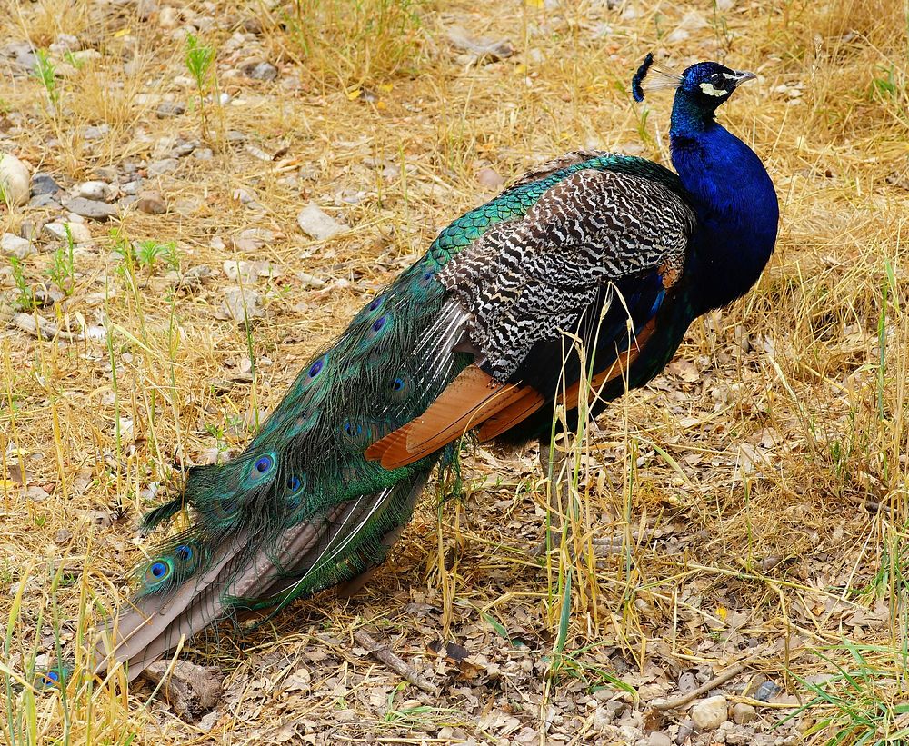 Male peacock bird photo. Free public domain CC0 image.