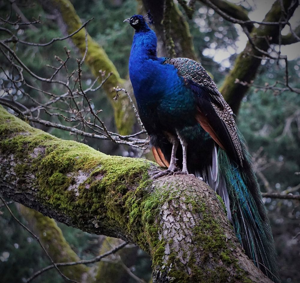 Beautiful peacock bird photo. Free public domain CC0 image.