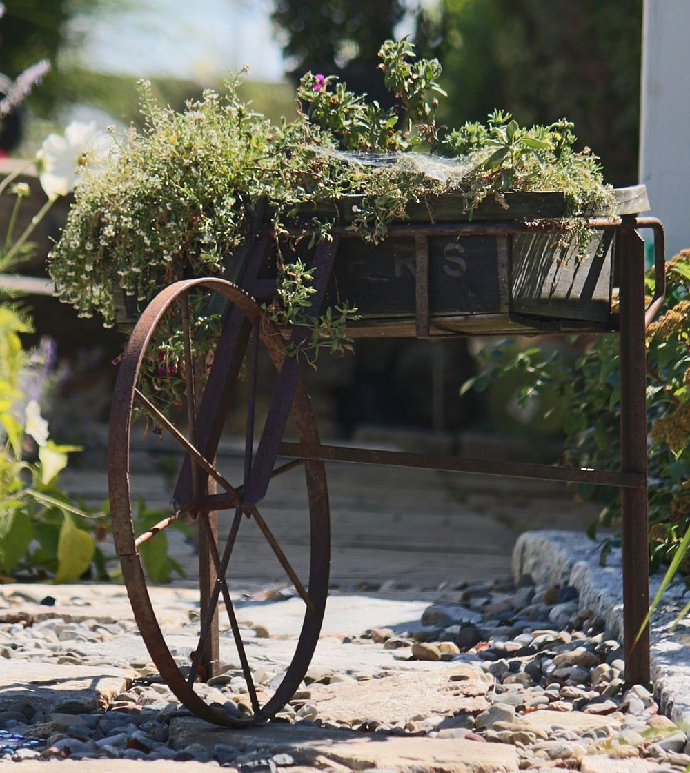 Rustic plant holder wagon wheel. Free public domain CC0 photo.