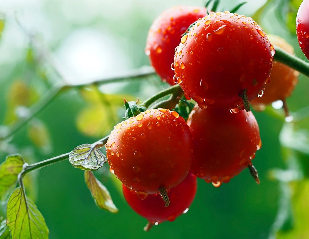 Closeup on tomato plant. Free public domain CC0 image.