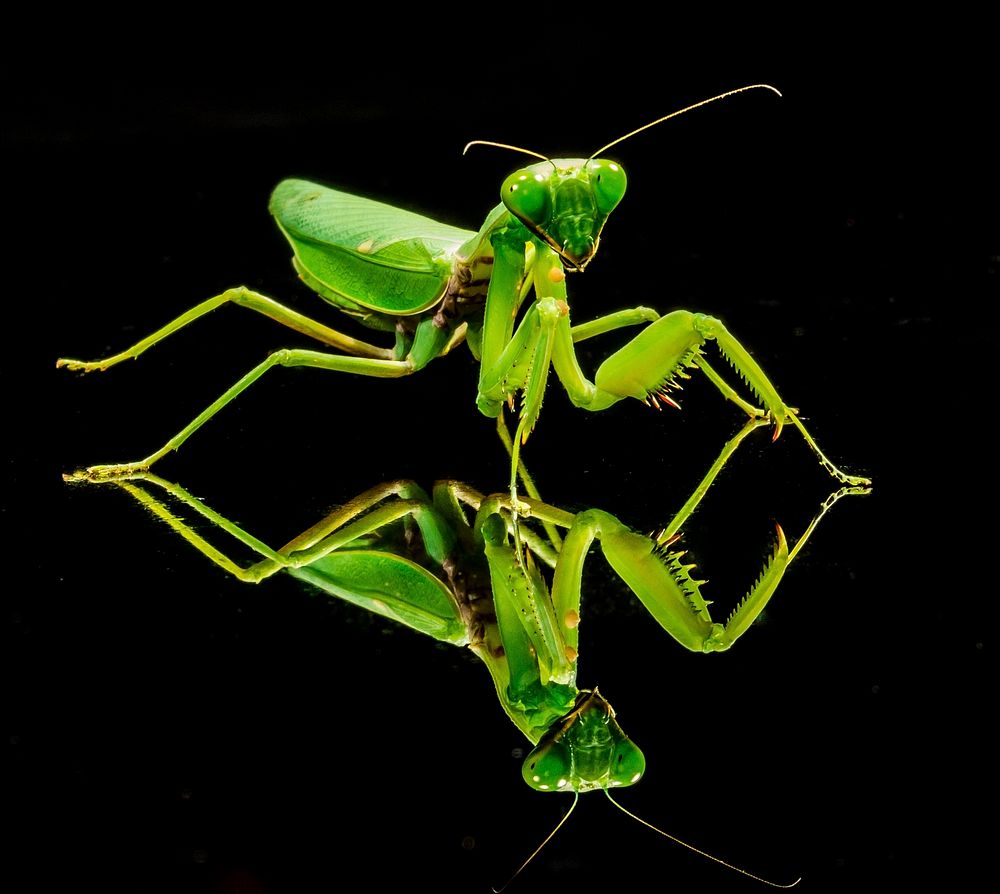 Green praying mantis close up. Free public domain CC0 photo.