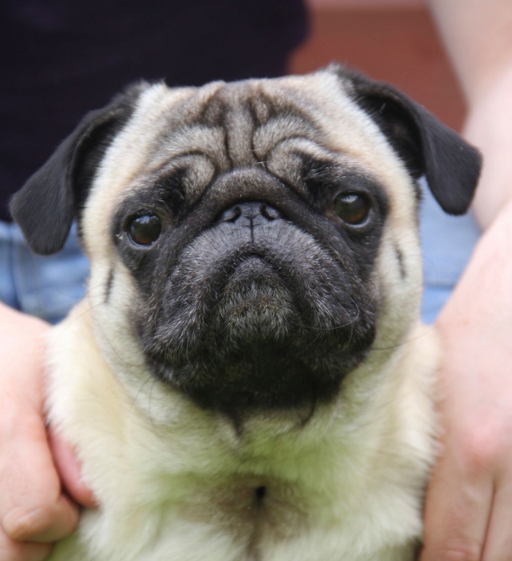 Pug dog. Free public domain CC0 photo.