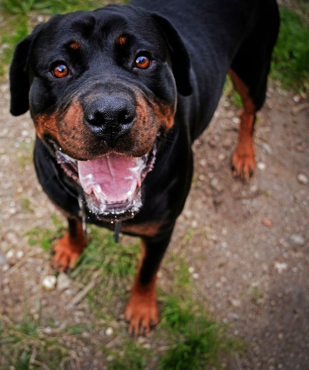 Rottweiler looking at camera with open mouth. Free public domain CC0 photo