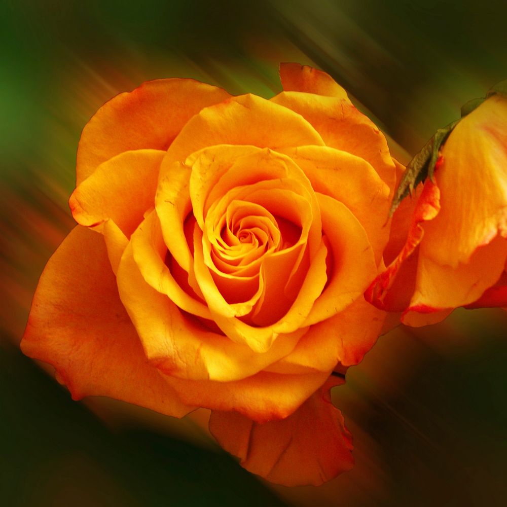 Orange rose. Free public domain CC0 image.