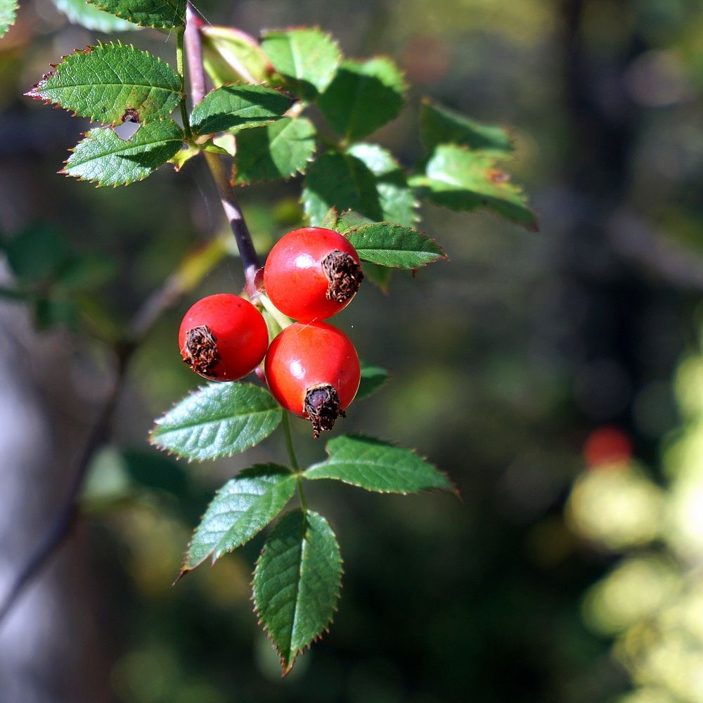 Red berries growing on tree. Free public domain CC0 image.