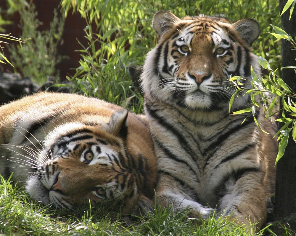 Cute tiger sitting image. Free public domain CC0 photo.