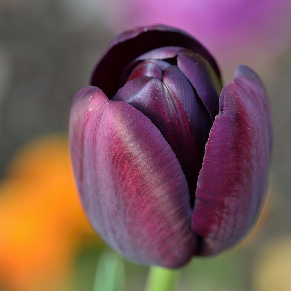 Purple tulip. Free public domain CC0 photo.