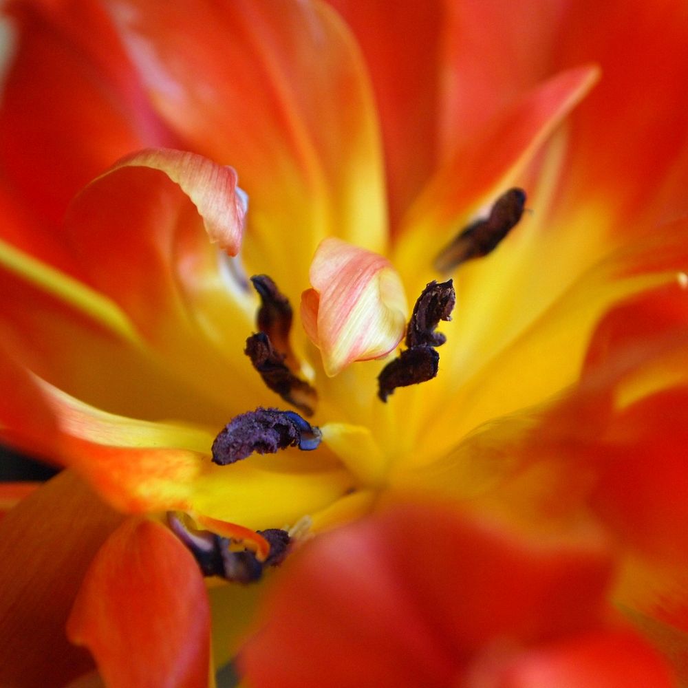 Orange tulip macro shot. Free public domain CC0 photo.