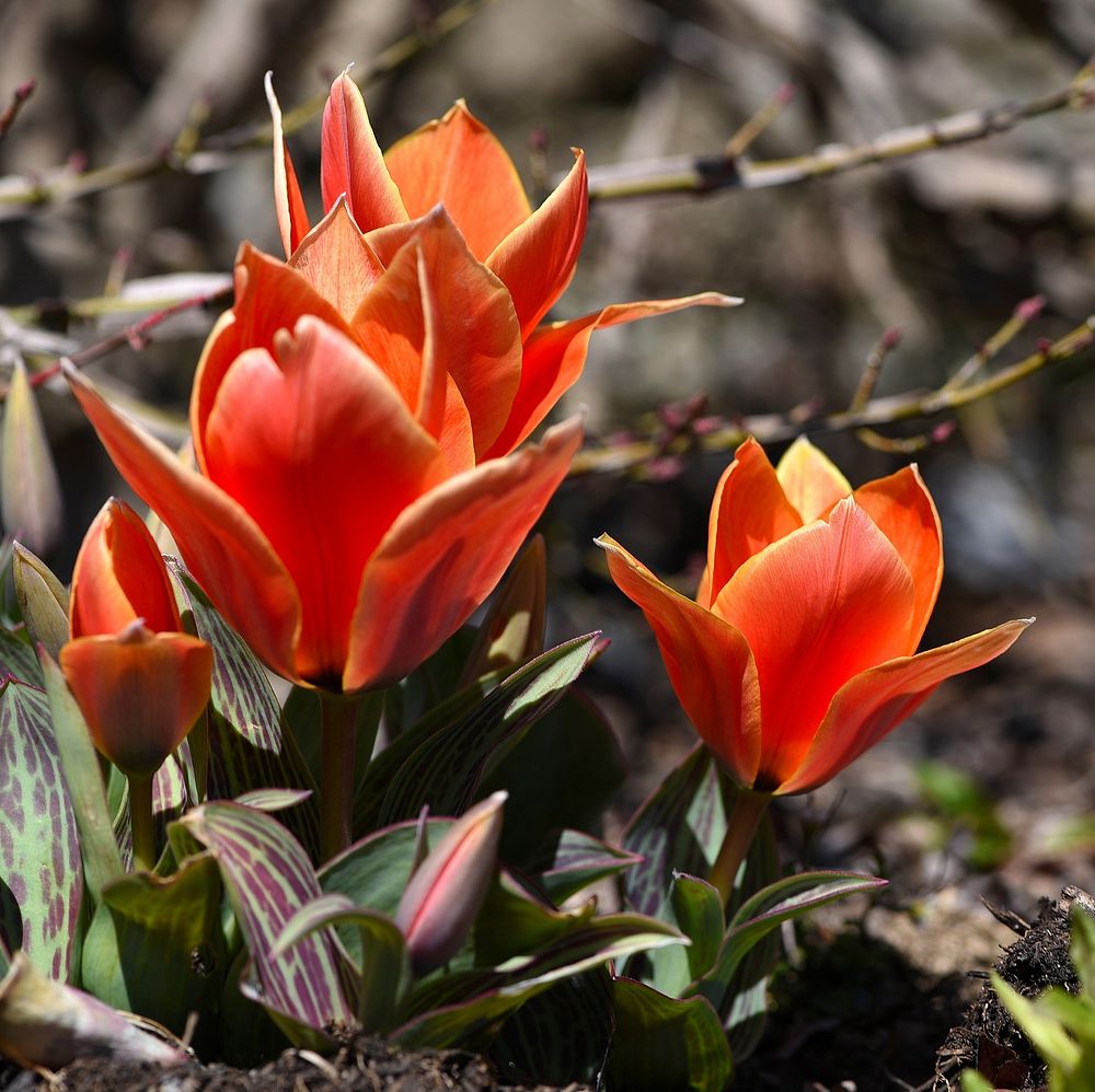 Orange tulip. Free public domain CC0 image.