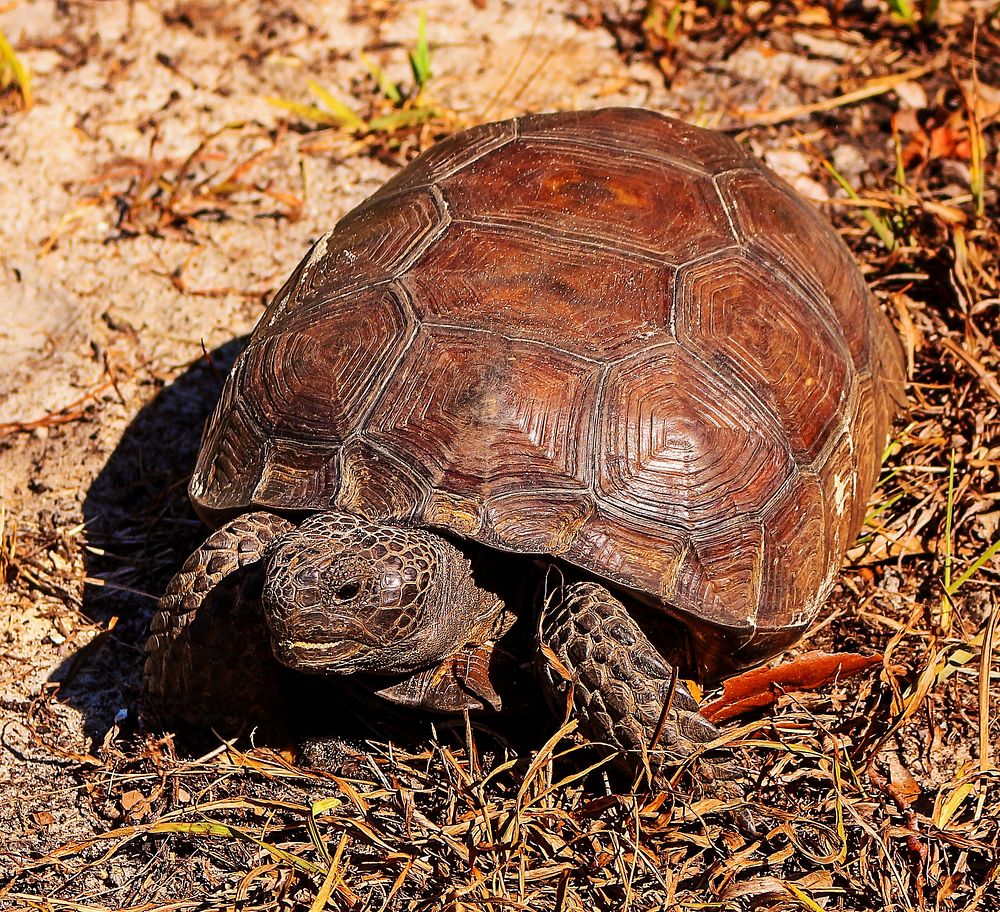 Gopher tortoise close up. Free public domain CC0 photo.