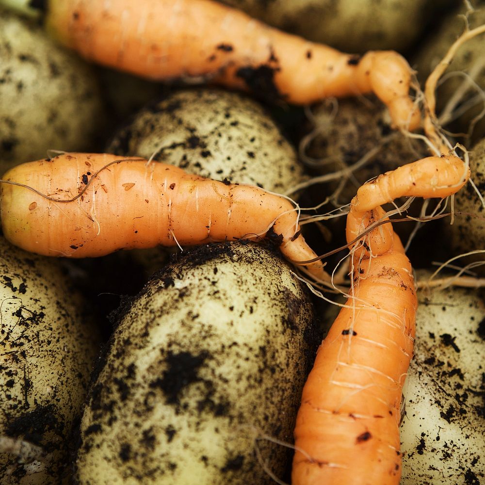 Carrot vegetable. Free public domain CC0 photo