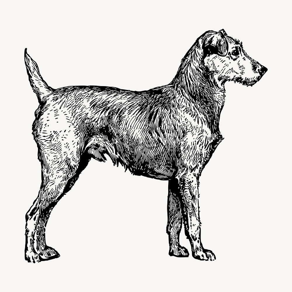 Irish Terrier dog drawing clipart, vintage illustration vector. Free public domain CC0 image.