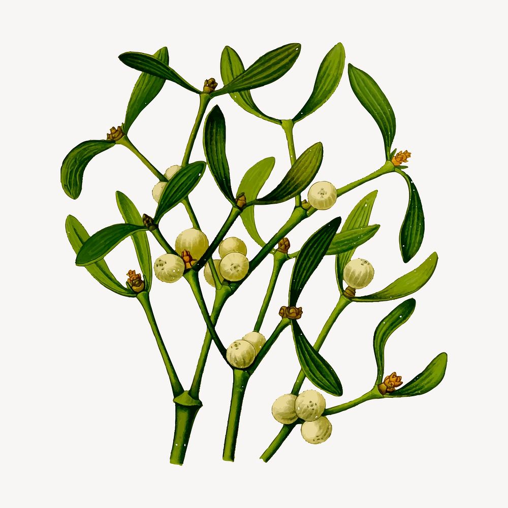 Mistletoe branch clipart, vintage illustration vector. Free public domain CC0 image.