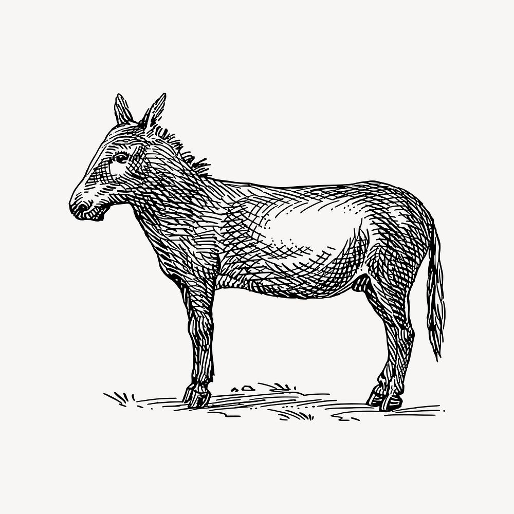 Donkey clipart, vintage farm animal illustration vector. Free public domain CC0 image.