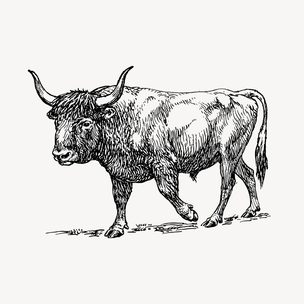 Aurochs, wild ox clipart, extinct animal illustration vector. Free public domain CC0 image.