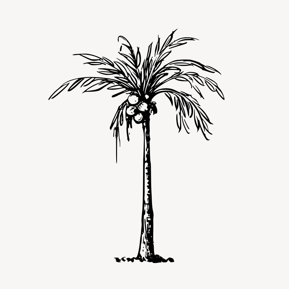 Coconut palm tree clipart, tropical plant illustration vector. Free public domain CC0 image.