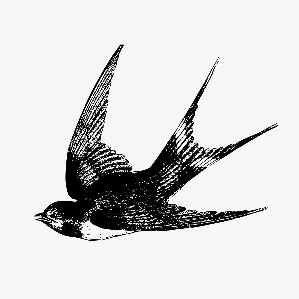 Swallow bird clipart, vintage animal illustration vector. Free public domain CC0 image.