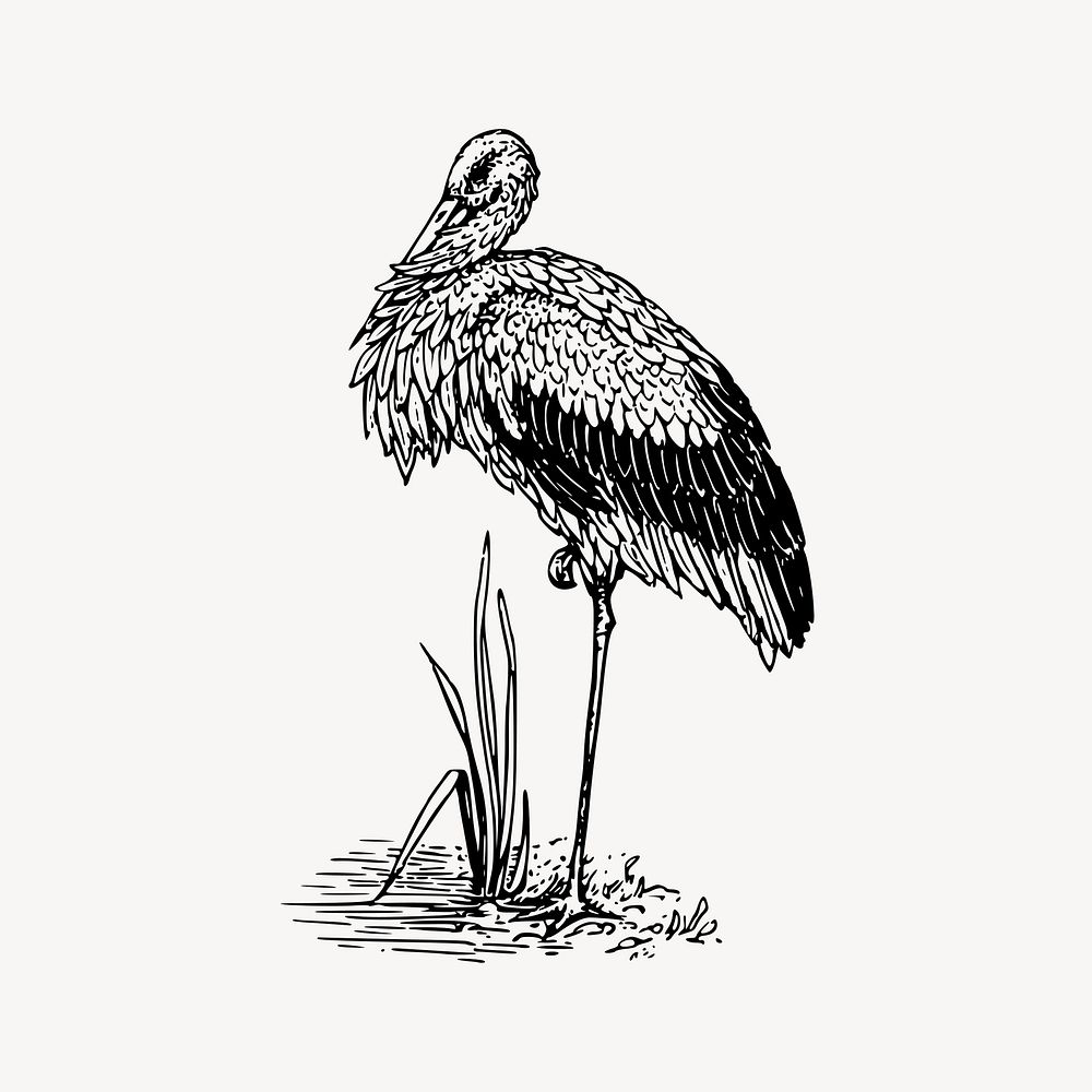 Stork bird clipart, vintage animal illustration vector. Free public domain CC0 image.