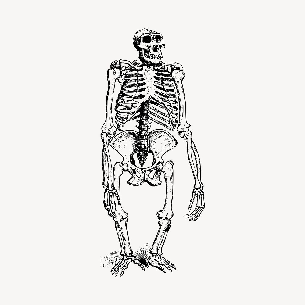 Skeleton clipart, vintage Halloween illustration vector. Free public domain CC0 image.